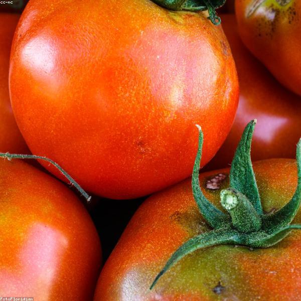 Cherokee Purple Tomato