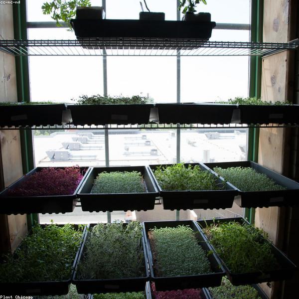 Pea Shoot Microgreens (4oz)