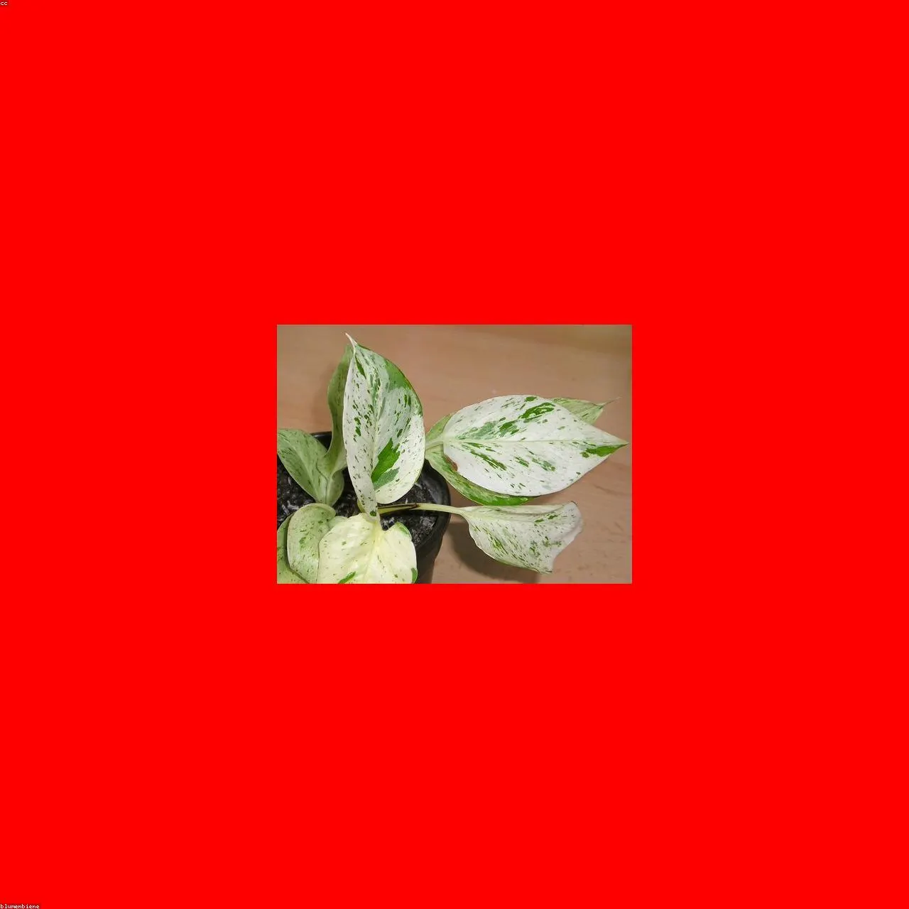 Golden Pothos