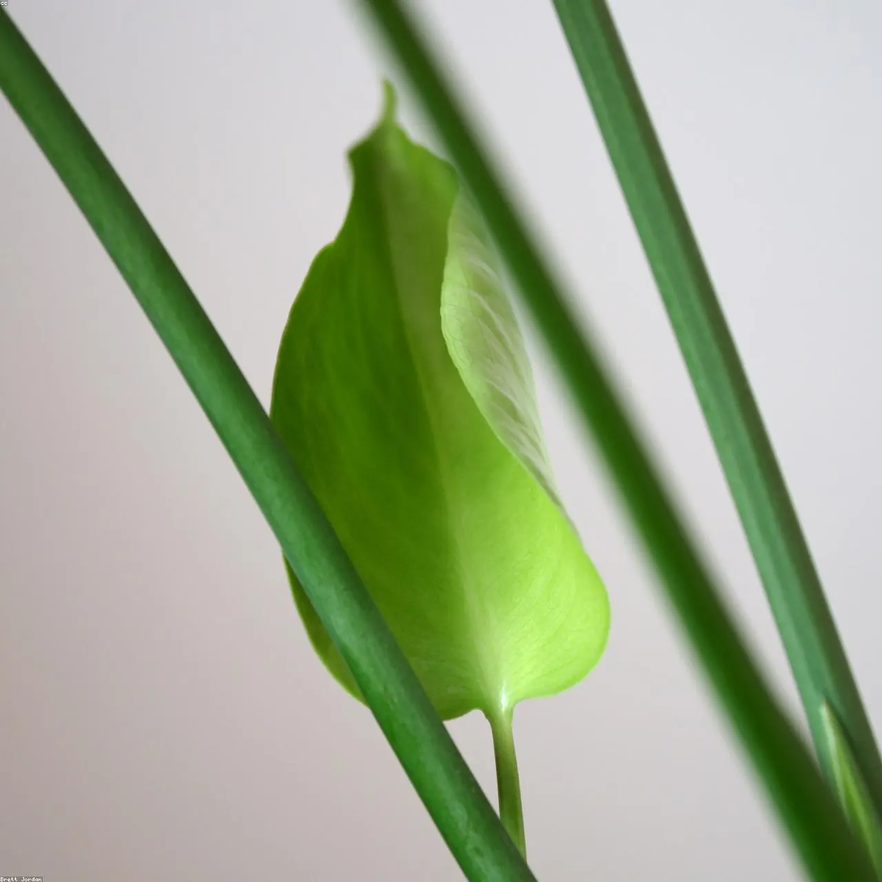 Monstera Deliciosa
