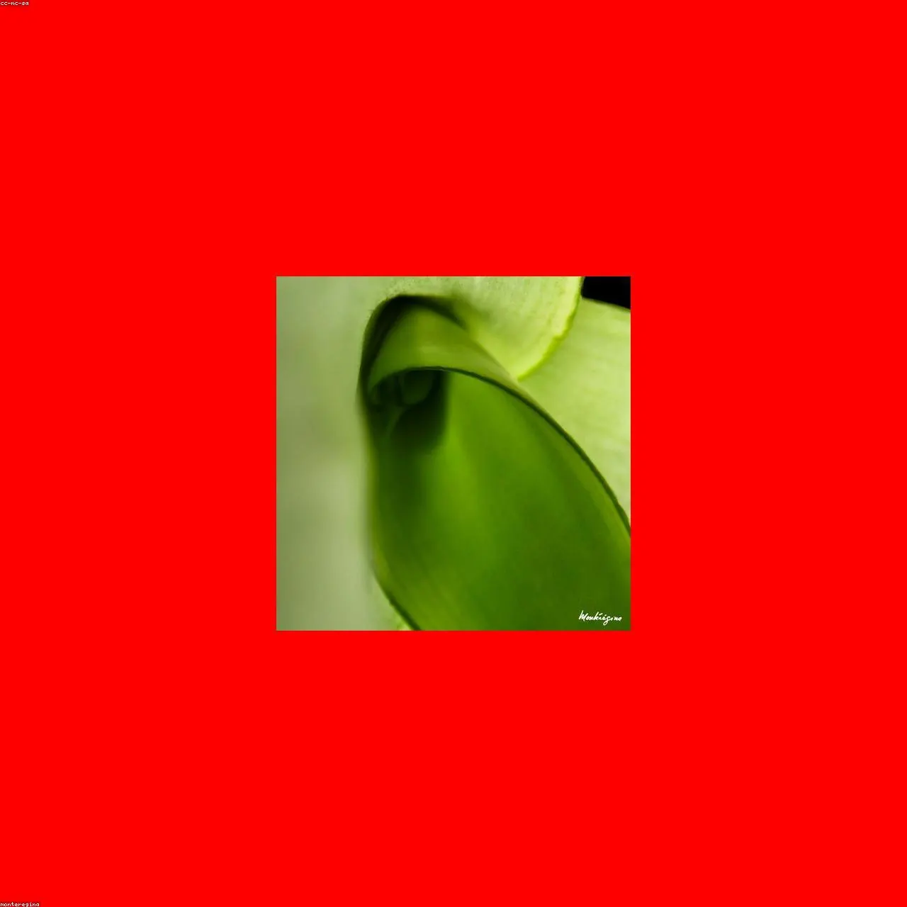 Snake Plant