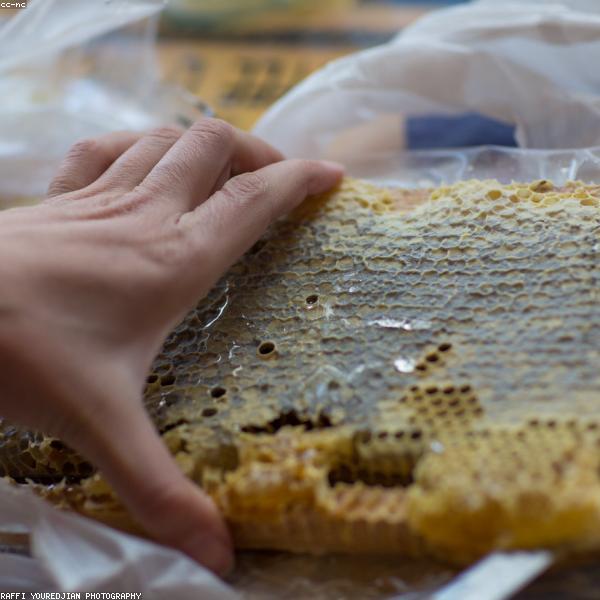 Wildflower Honey (12oz)